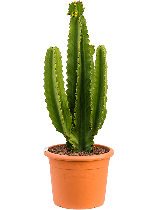 Euphorbia ingens Branched - Foto 59160