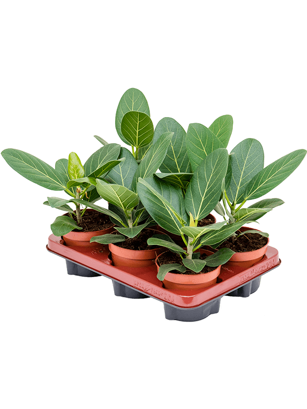 Ficus benghalensis 'Audrey' 6/tray - Foto 59162