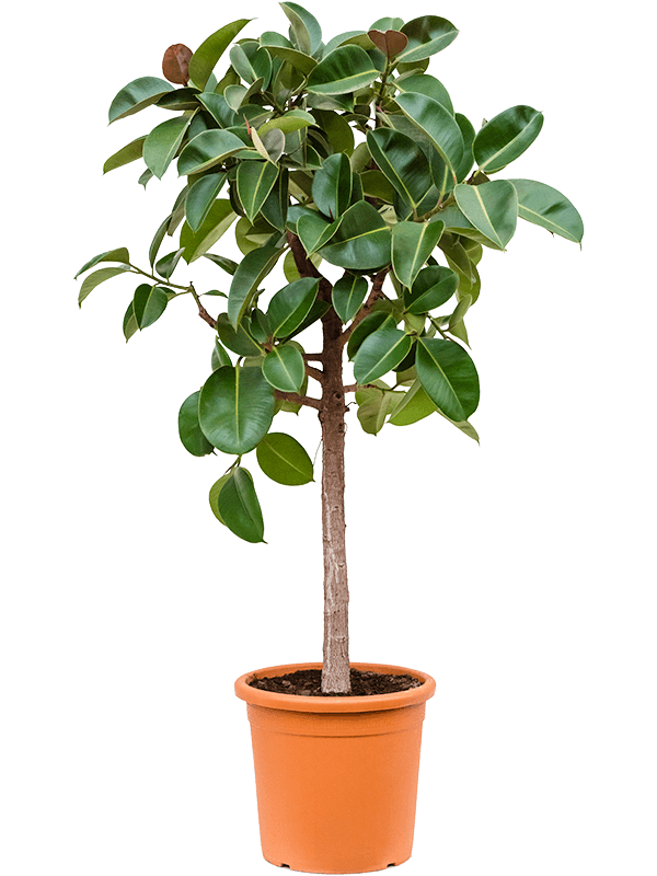Ficus elastica 'Robusta' Stem - Foto 59163