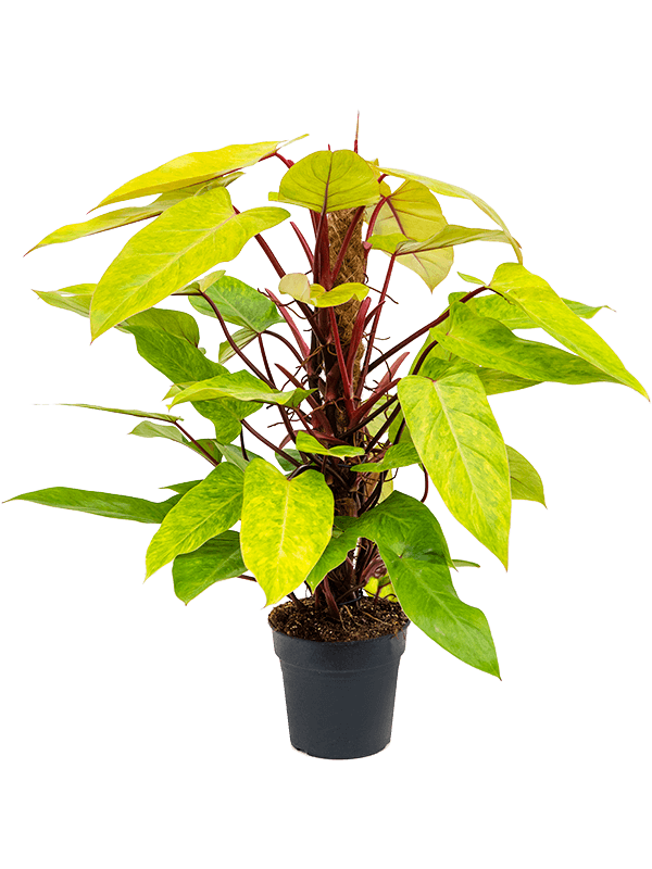 Philodendron 'Painted Lady' On moss-pole 80 - Foto 59175