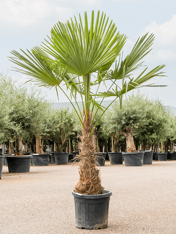 Trachycarpus fortunei (190-230) Stem (60-80) - Foto 59210