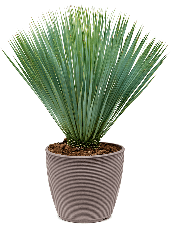 Yucca rostrata - Foto 59213