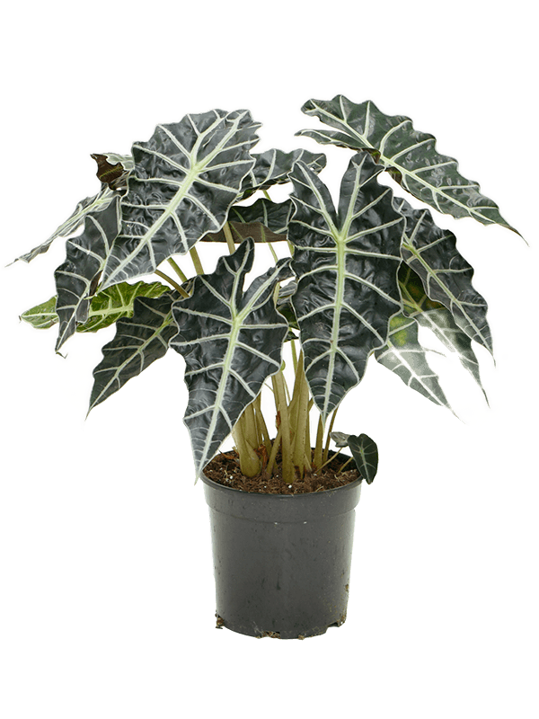 Alocasia amazonica 'Darf' Bush - Foto 59225