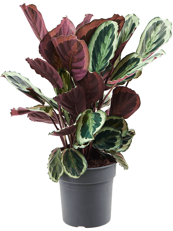 Calathea 'Marion' Bush - Foto 59237