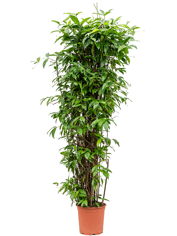 Dracaena surculosa Tuft - Foto 59260