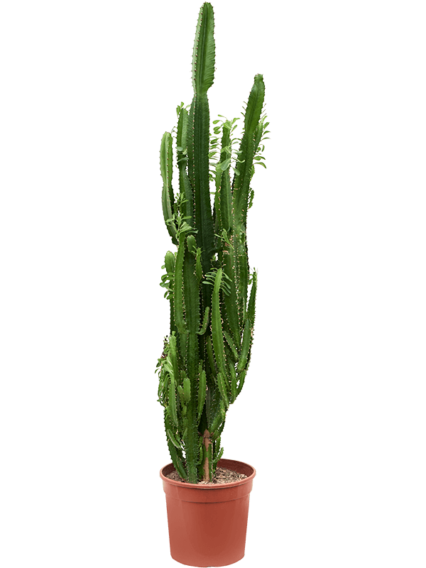 Euphorbia trigona Branched - Foto 59269