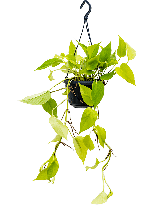 Scindapsus (Epipremnum) 'Golden Pothos' 4/tray Hanger - Foto 59420