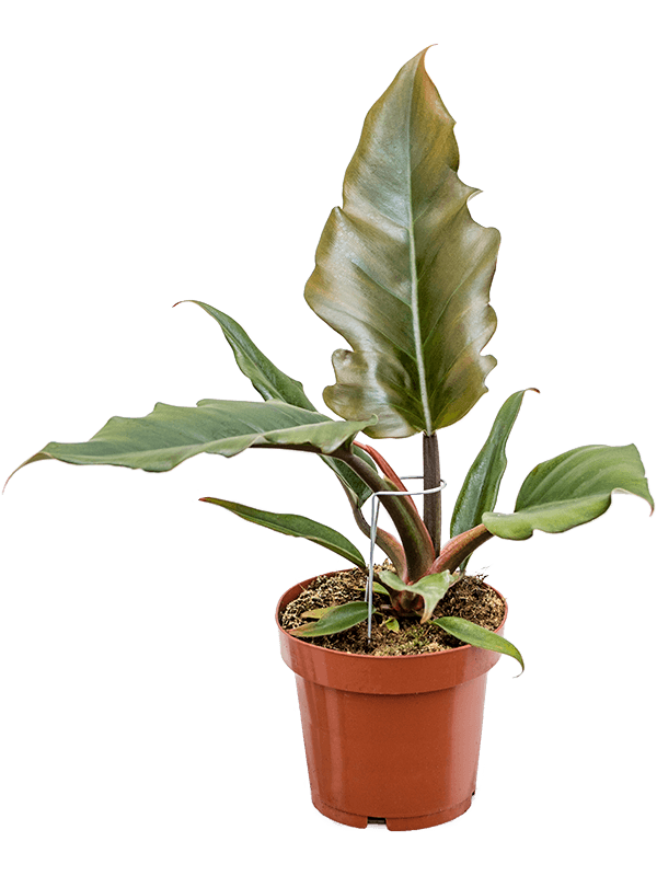 Philodendron 'Caramel' 6/tray - Foto 59743