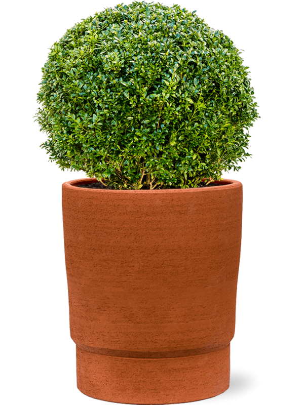 Buxus sempervirens in Chao - Foto 62899