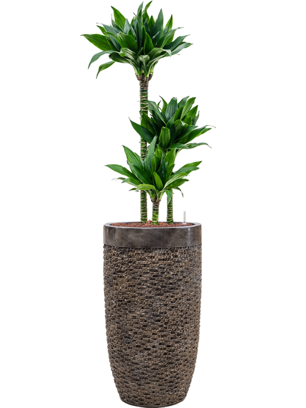 Dracaena fragrans 'Black jack' in Baq Luxe Lite Universe - Foto 63171