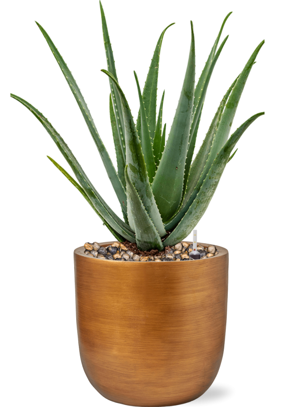 Aloe vera barbadensis in Capi Lux Retro, 26291 - Foto 63232