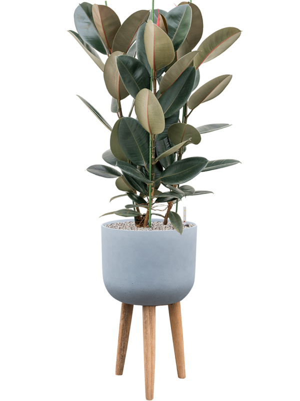 Ficus elastica 'Abidjan' in Refined Retro With Feet, 26543 - Foto 63589