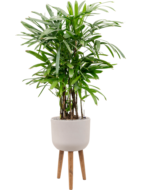Rhapis excelsa in Refined Retro With Feet - Foto 63595