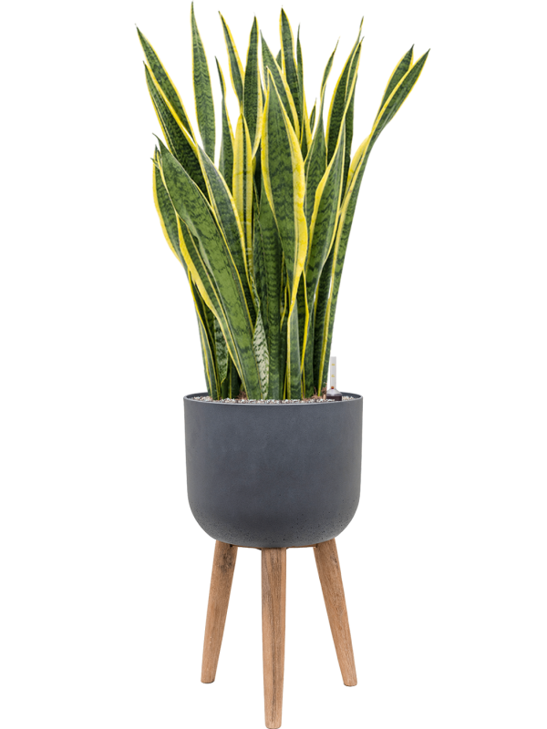 Sansevieria trifasciata 'Laurentii' in Refined Retro Feet, 26552 - Foto 63609