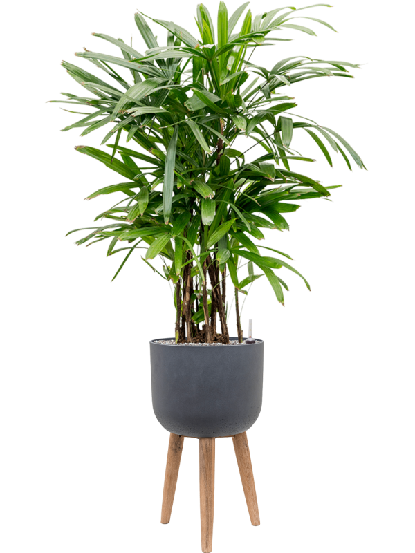 Rhapis excelsa in Refined Retro With Feet - Foto 63617