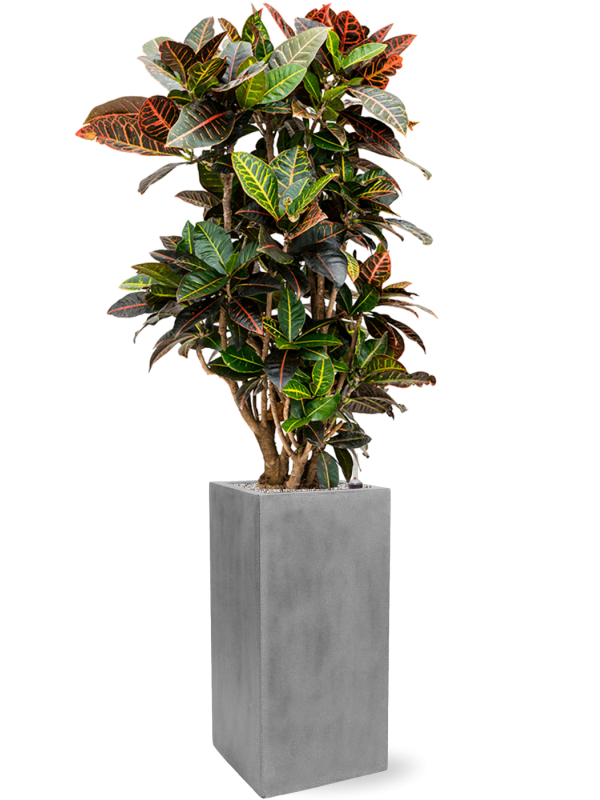 Croton (Codiaeum) variegatum 'Petra' in Fiberstone - Foto 63899
