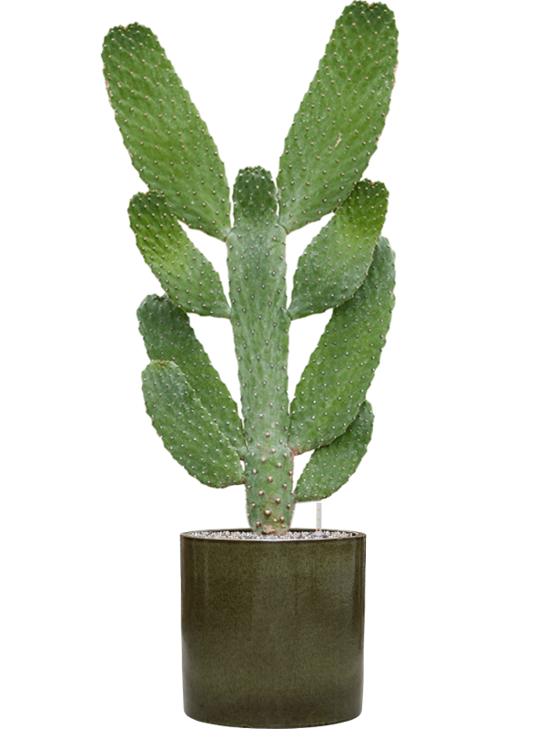 Opuntia consolea in Cylinder, 26887 - Foto 64008