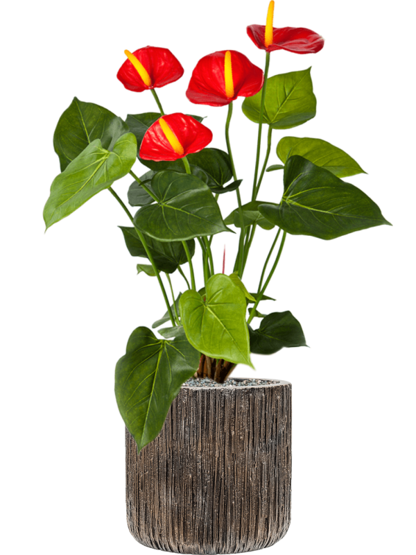 Anthurium in Baq Luxe Lite Universe Waterfall - Foto 64056