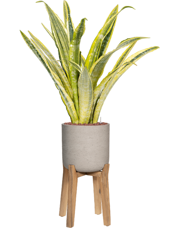 Sansevieria trifasciata 'Lauren' in Rough With Feet High, 27079 - Foto 64262