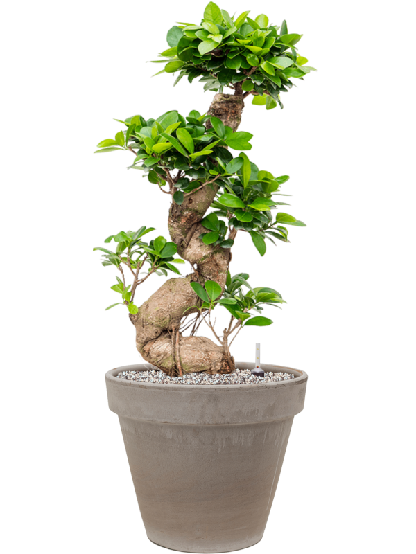 Ficus microcarpa 'Compacta' in Terra Cotta - Foto 64396