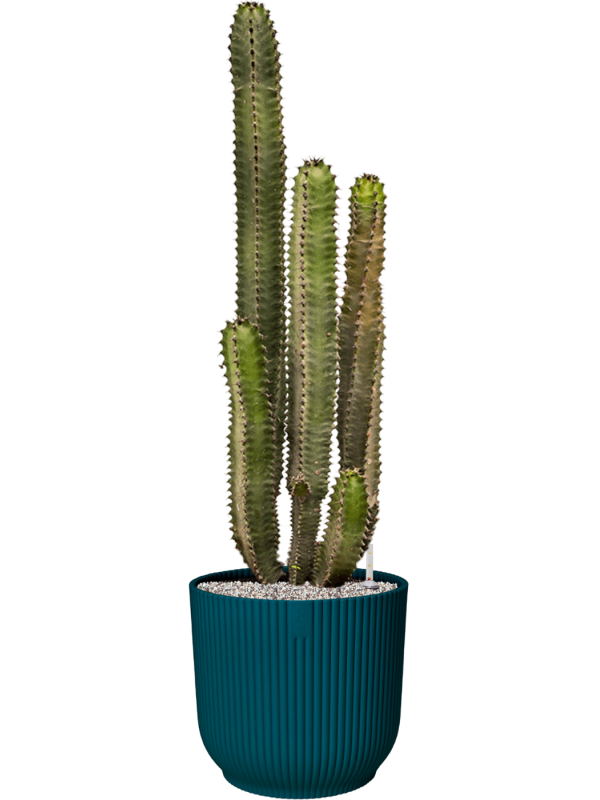 Euphorbia canariensis in Vibes Fold - Foto 64458