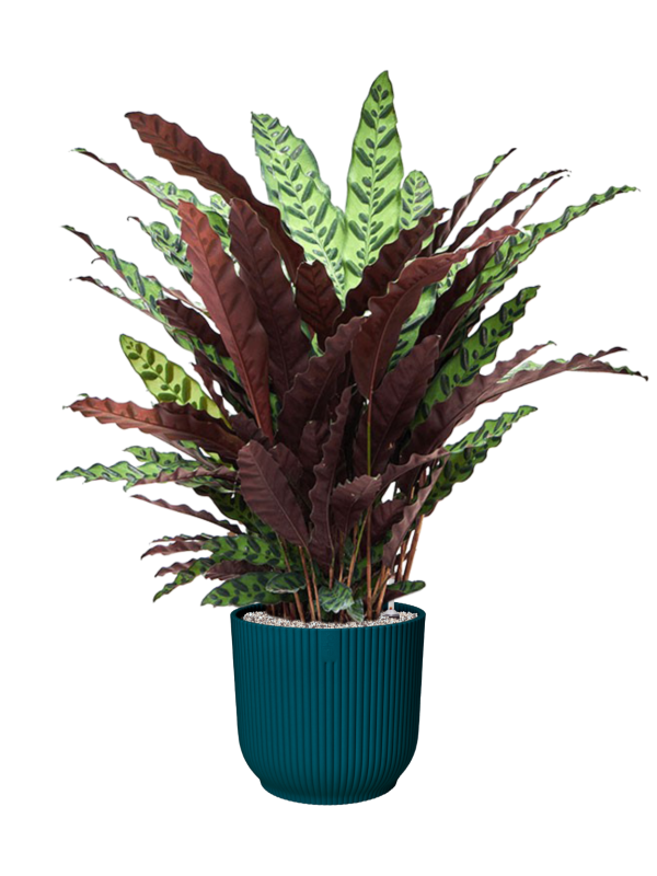Calathea insignis in Vibes Fold - Foto 64463
