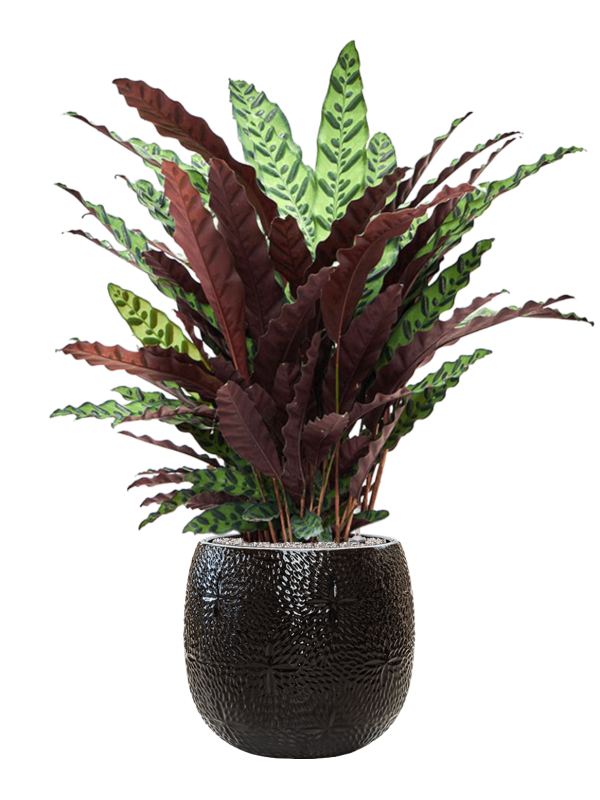 Calathea insignis in Marly - Foto 64500