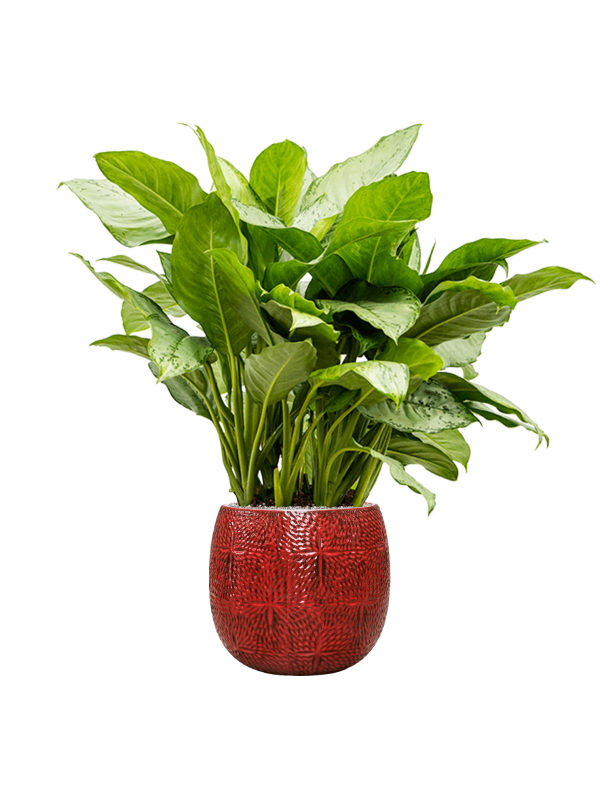 Aglaonema 'Freedman' in Marly, 27257 - Foto 64513