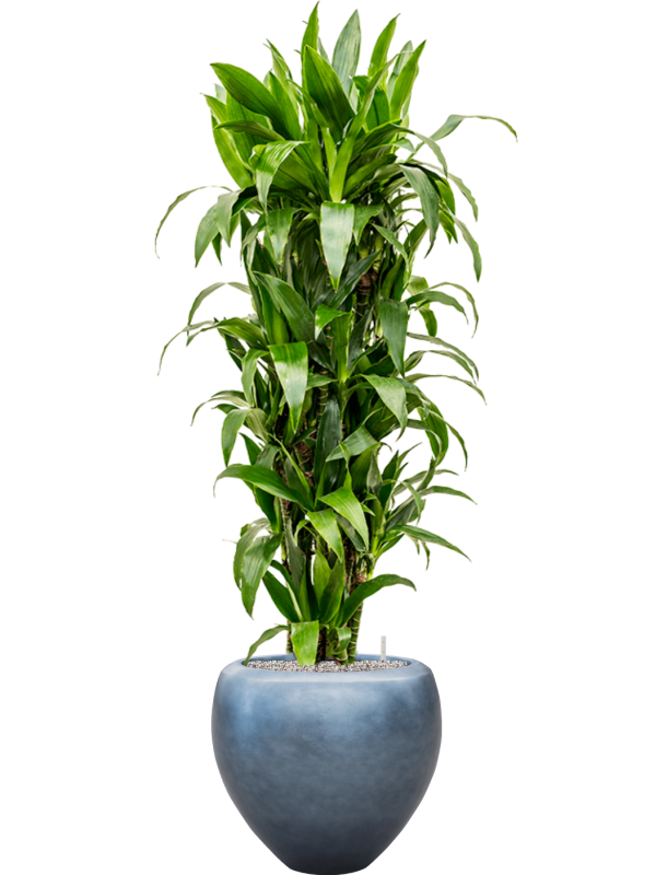 Dracaena fragrans 'Janet Craig' in Baq Metallic Silver leaf - Foto 64648