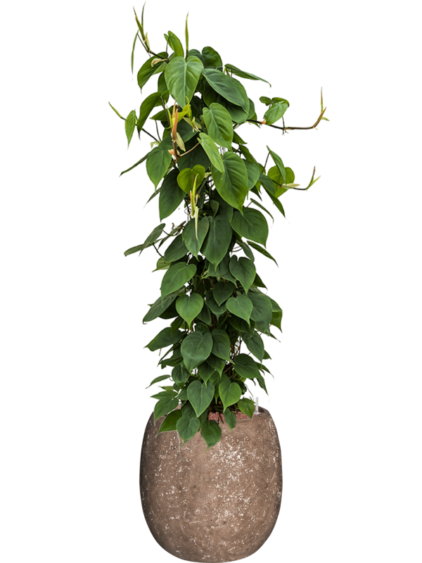 Philodendron scandens in Baq Polystone Coated Plain - Foto 64678