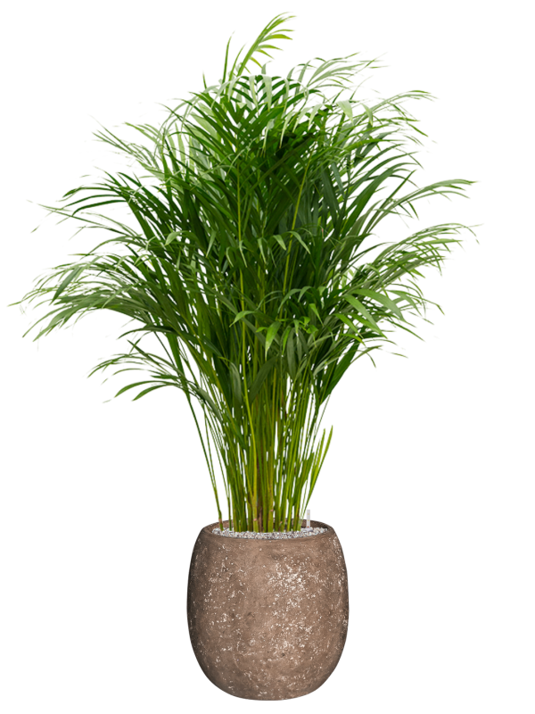 Dypsis (Areca) lutescens in Baq Polystone Coated Plain - Foto 64683