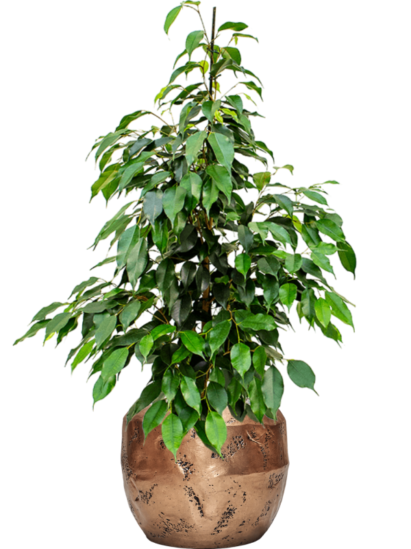 Ficus benjamina 'Danielle' in Baq Opus Raw - Foto 64721