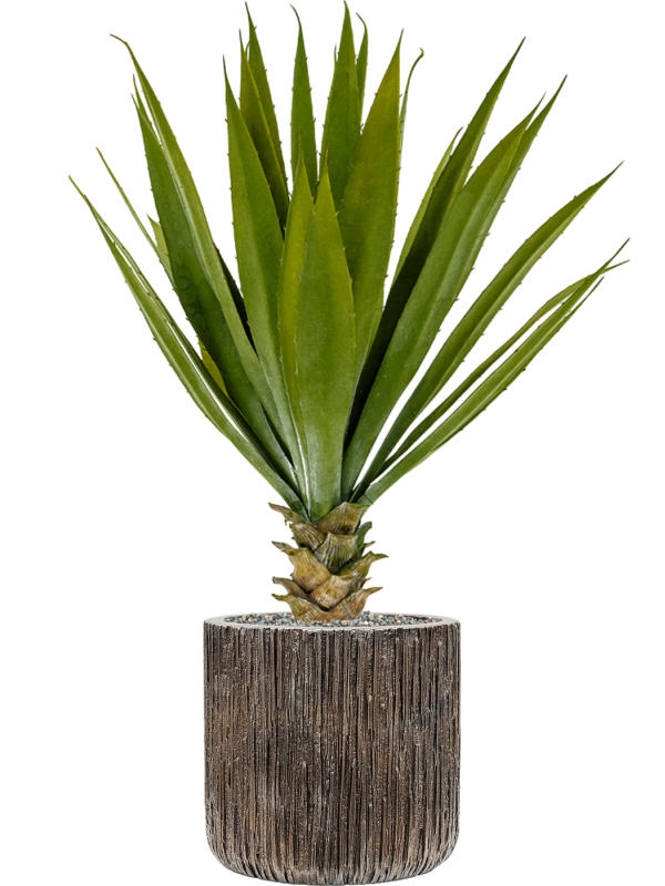 Agave in Baq Luxe Lite Universe Waterfall - Foto 65234