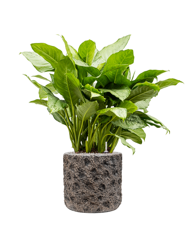 Aglaonema 'Freedman' in Baq Luxe Lite Universe Moon - Foto 65290