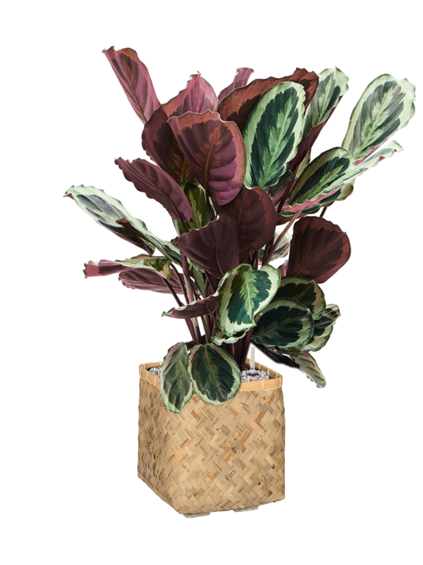 Calathea 'Marion' in Bohemian - Foto 65571