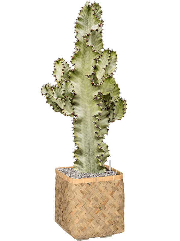 Euphorbia ingens marmorata in Bohemian - Foto 65578