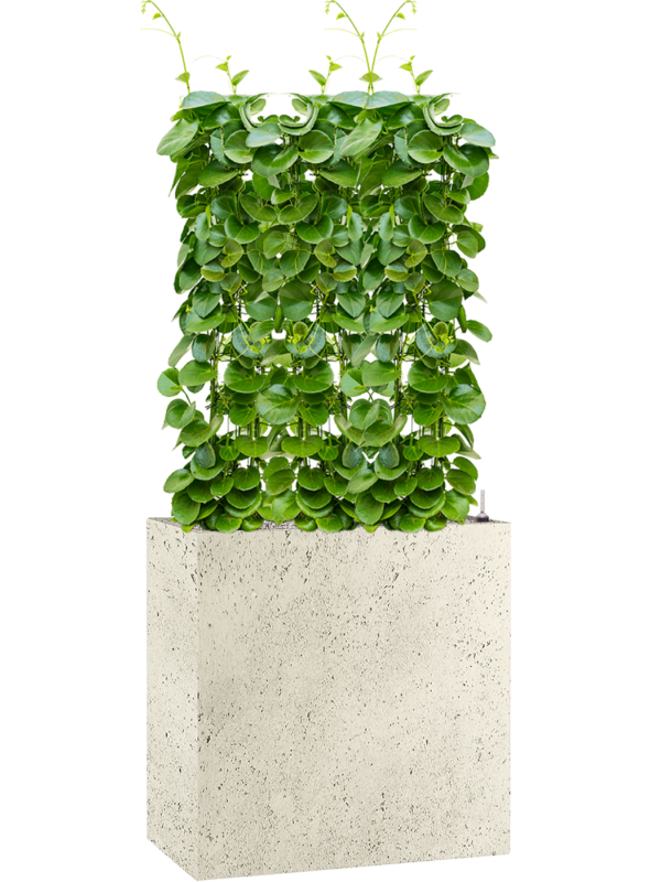 Cissus rotundifolia in Grigio - Foto 65596