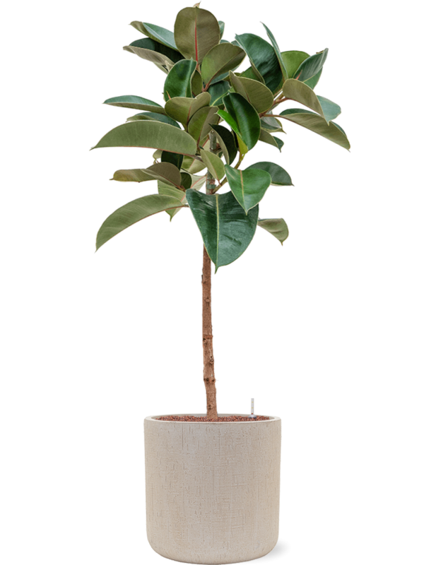 Ficus elastica 'Robusta' in Baq Raindrop - Foto 67015