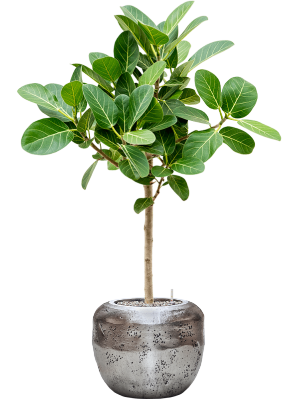 Ficus benghalensis 'Audrey' in Baq Opus Raw - Foto 67031