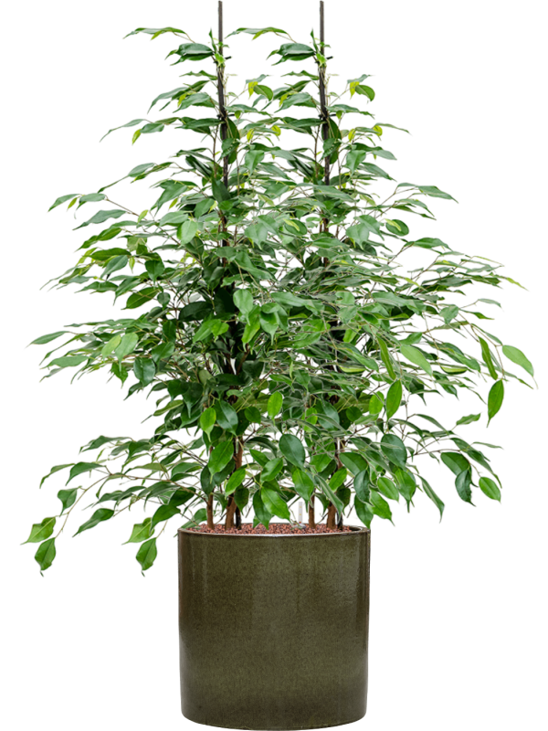 Ficus benjamina 'Danita' in Cylinder - Foto 67416