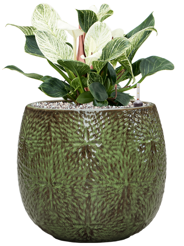 Philodendron 'Birkin' in Marly - Foto 67704