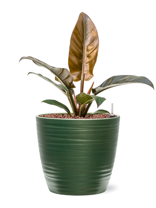 Philodendron 'Imperial Red' in Groove - Foto 67901