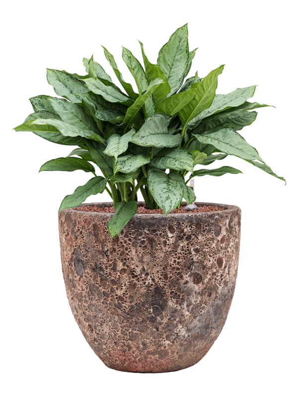 Aglaonema 'Freedman' in Baq Lava - Foto 68515