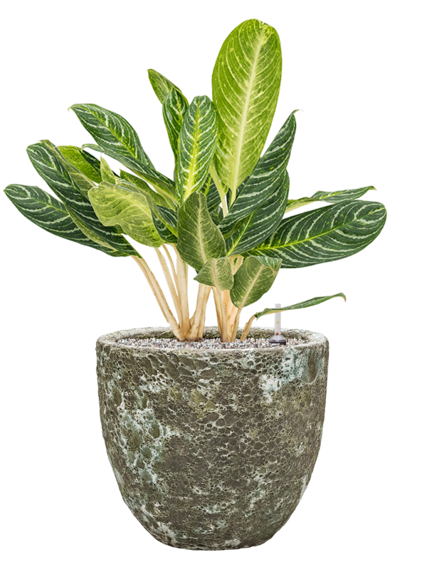 Aglaonema 'Key Lime' in Baq Lava - Foto 68519