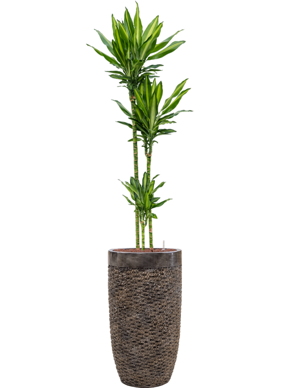 Dracaena fragrans 'Cintho' in Baq Luxe Lite Universe Layer - Foto 68757