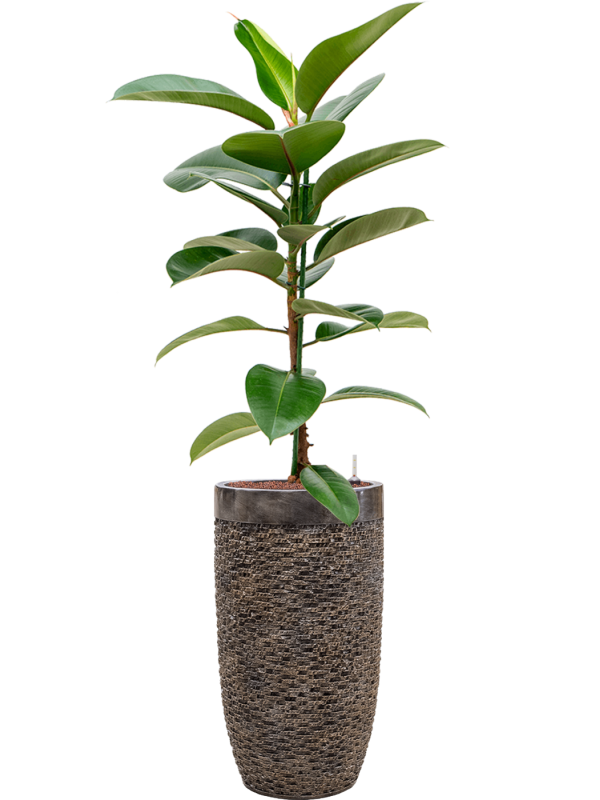 Ficus elastica 'Robusta' in Baq Luxe Lite Universe Layer - Foto 68761
