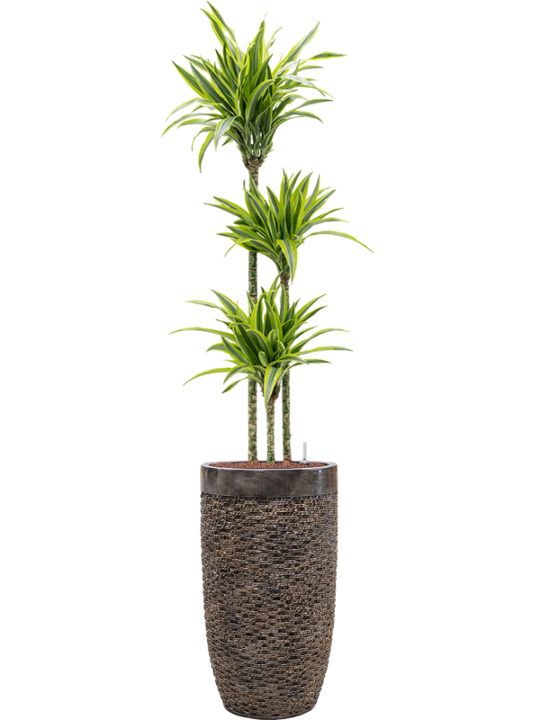 Dracaena fragrans 'Lemon Lime' in Baq Luxe Lite Universe - Foto 68764