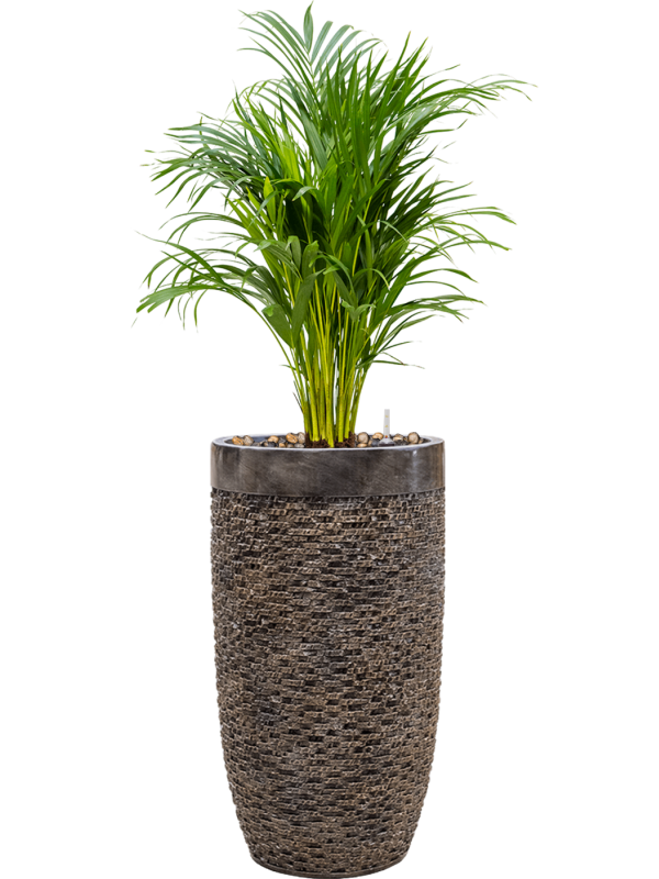 Dypsis (Areca) lutescens in Baq Luxe Lite Universe Layer - Foto 68796