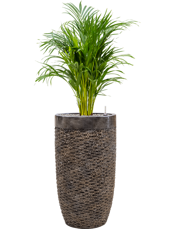 Dypsis (Areca) lutescens in Baq Luxe Lite Universe Layer - Foto 68800