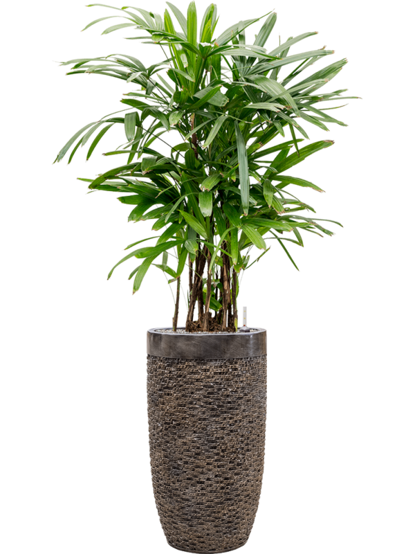 Rhapis excelsa in Baq Luxe Lite Universe Layer - Foto 68810
